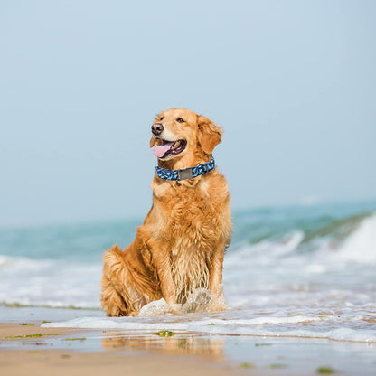 Elegant little tail Dog Collar, Blue Shark Pattern Pet Collar Durable Cute Dog Collars Male or Female Pet Gift Adjustable Dog Collar for Small Dogs