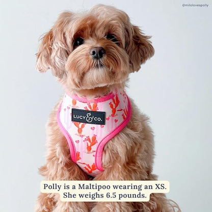 Lucy & Co. Cute Reversible Dog Harness Walking Halter - Best Designer Pet Harnesses for XS - XL Dogs - Padded Adjustable Vest for Easy Walking. (Howdy, Honey Reversible Harness).