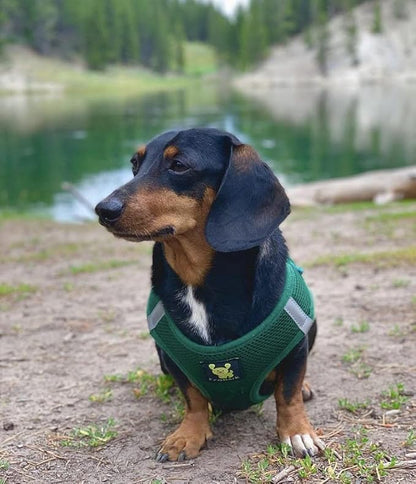 EcoBark Step in Dog Harness - Reflective Soft Luxurious Mesh Dog Harnesses for XXS, XS, Small, and Medium Dogs - Eco-Friendly Comfort Secure Halter No Pull Adjustable Pet Vest (Forest Green, Medium)