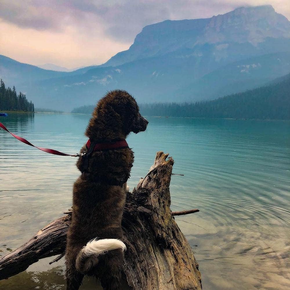 Gooby Comfort X Head in Harness - Black, Small - No Pull Dog Harness, Patented Choke-Free X Frame - Perfect on The Go Dog Harness for Medium Dogs No Pull or Small Dogs for Indoor and Outdoor Use