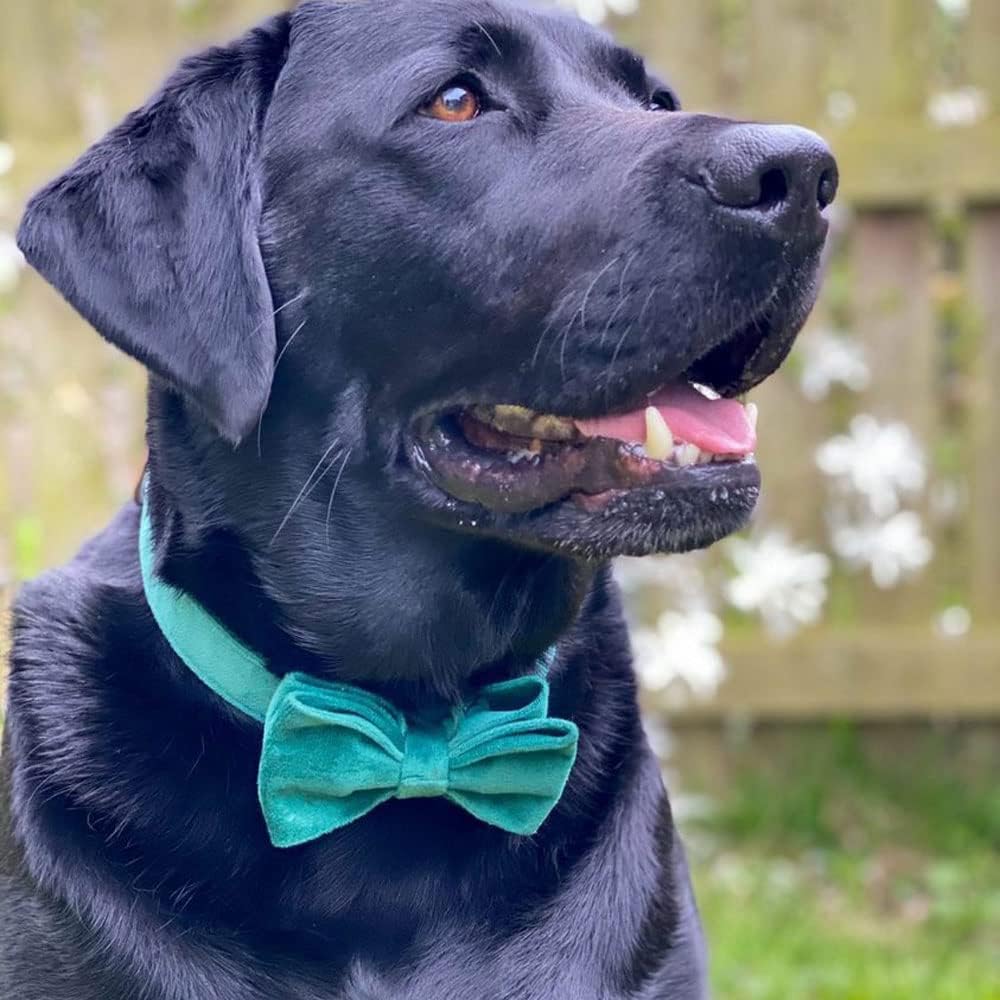 PETDURO Custom Dog Collar Personalized with Name Engraved Rose Gold Metal Buckle for Large Medium Small Dogs - Soft Cute Velvet Dog Leash and Bow Tie Available (Christmas Green RG, XL)