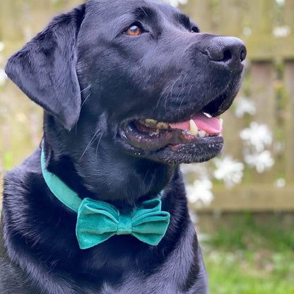 PETDURO Custom Dog Collar Personalized with Name Engraved Rose Gold Metal Buckle for Large Medium Small Dogs - Soft Cute Velvet Dog Leash and Bow Tie Available (Christmas Green RG, XL)