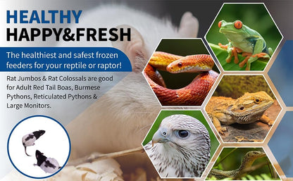 MiceDirect Frozen Rat Combo Pack Rat Jumbo & Rat Colossal - Feeder Snake Food & Monitors, 40 Ounce (2 Count)