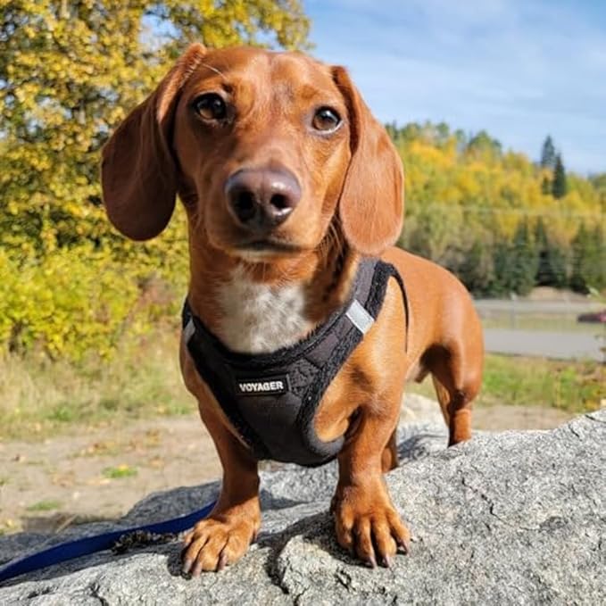 Best Pet Supplies - All Weather Mesh / Plush, Reflective, No Pull Harness for Small, Medium Dogs, Cats - Secure with Hook & Loop Fastener, Buckle, Double D-Rings - Black Plush, M