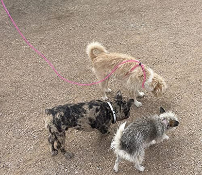 12-Foot Mini Pig Harness - Adjustable Harness & Leash for All Animals - Pigs, Ferrets, Rabbits, Guinea Pigs, Dogs, Cats, Reptile, and Chickens