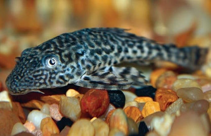 Aquatic Foods Inc. 12mm - 1/2" Spirulina, Algae, & Veggie Sinking Wafers for All Bottom Feeding Fish, Plecos, Catfish, Shrimp, Snails, Crabs. All Tropical Fish. - WL…2-lbs Foil Pouch Bag