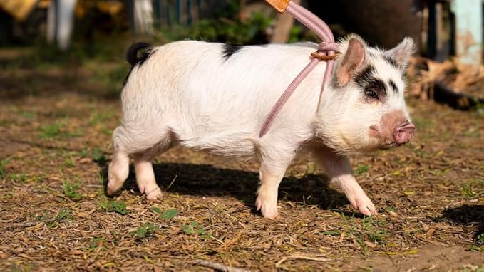 Mini Pig Harness & Leash (S/M) - Fully Adjustable, Infinity Style Lead, Step-in Harness, Potbelly Supplies, All-in-One - Ideal for Small & Medium Pet Pigs (Small, Mauve Pink)