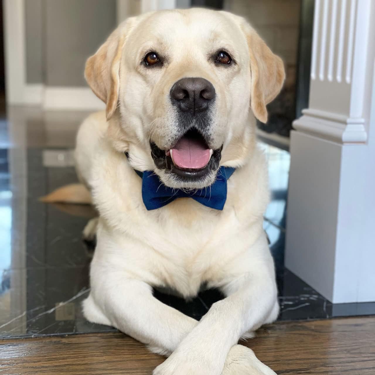 PETDURO Custom Dog Collar Personalized with Name Engraved Quick Release Rose Gold Metal Buckle for Large Medium Small Girl Dogs - Dog Leash and Bow Tie Available - Soft Comfy Velvet (Dark Blue, XS)