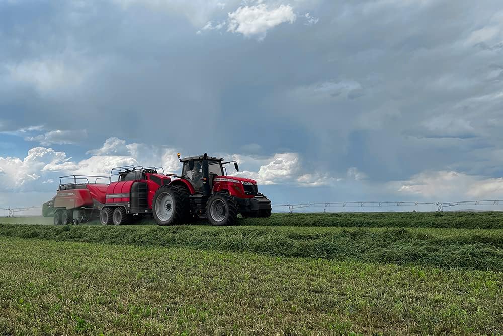 Fresh Alfalfa Hay 40Lbs by Bunny Honey - Natural Hay for Guinea Pigs, Rabbits, Hamsters, Hedgehogs, and More Small Animal Pets - Not Blended, Green Chopped & Delivered Fresh