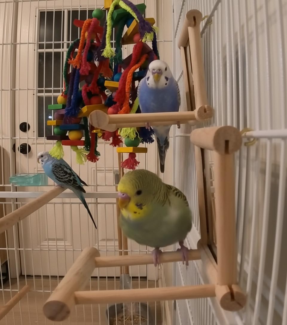 Bird Mirror Toy for Parakeet, Budgie, and Lovebirds - MINI-FACTORY Safe Enrichment Cage Accessory with Natural Wood Perch for Small & Medium Birds