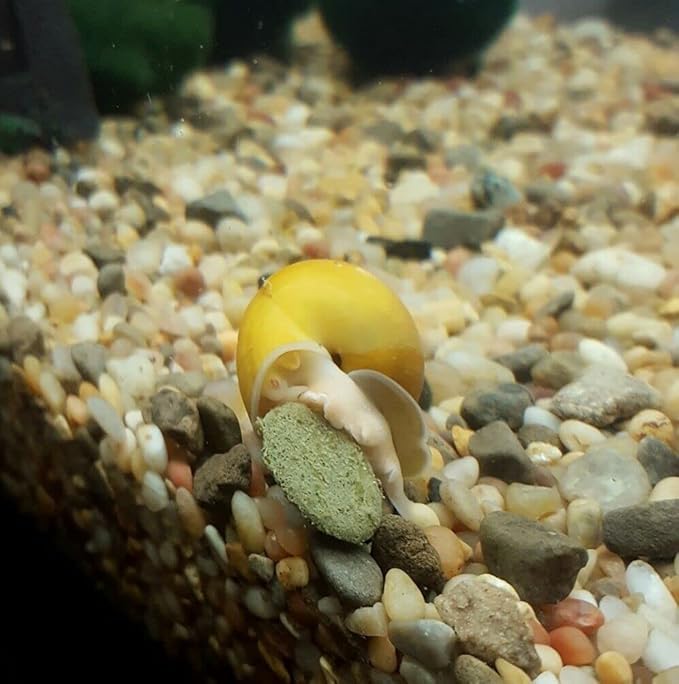 Aquatic Foods Inc. 4-Type 12mm - 1/2" Sinking Wafer Mix of Spirulina-Algae, Ultra-Worm, Ultra-Shrimp, Color Enhancing Wafers for Shrimp, Snails, Crabs, Crayfish, All Tropical Fish..5-lb Lg Jar