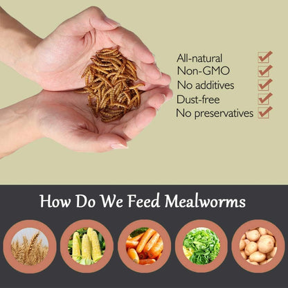 Non-GMO Dried Mealworms,2LB 100% Natural Large Size No Moisture,Treats for Birds Chickens Hedgehog Hamster Fish Reptile Turtles