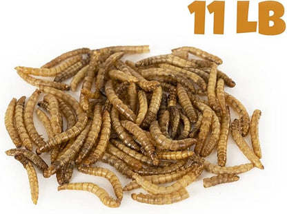 MBTP Bulk Dried Mealworms - Treats for Chickens & Wild Birds (11 Lbs)