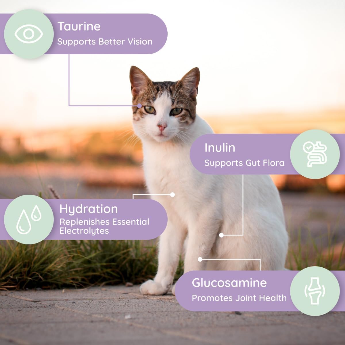 Petralyte Cat Hydration Electrolyte and Cat Joint Supplement | Hydration Support for Cats w/Glucosamine, Chondroitin, L-Glutamine, Taurine, Lysine & Prebiotics | Unflavored | 32 Packets