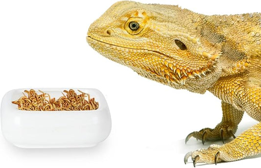 Reptile Food Bowls Ceramic Square Reptile Water Food Dish, Pet Food Bowl for Lizards, Young Bearded Dragons, Gecko Tortoise Spider, Small Snakes (White, Small 1-Pack)