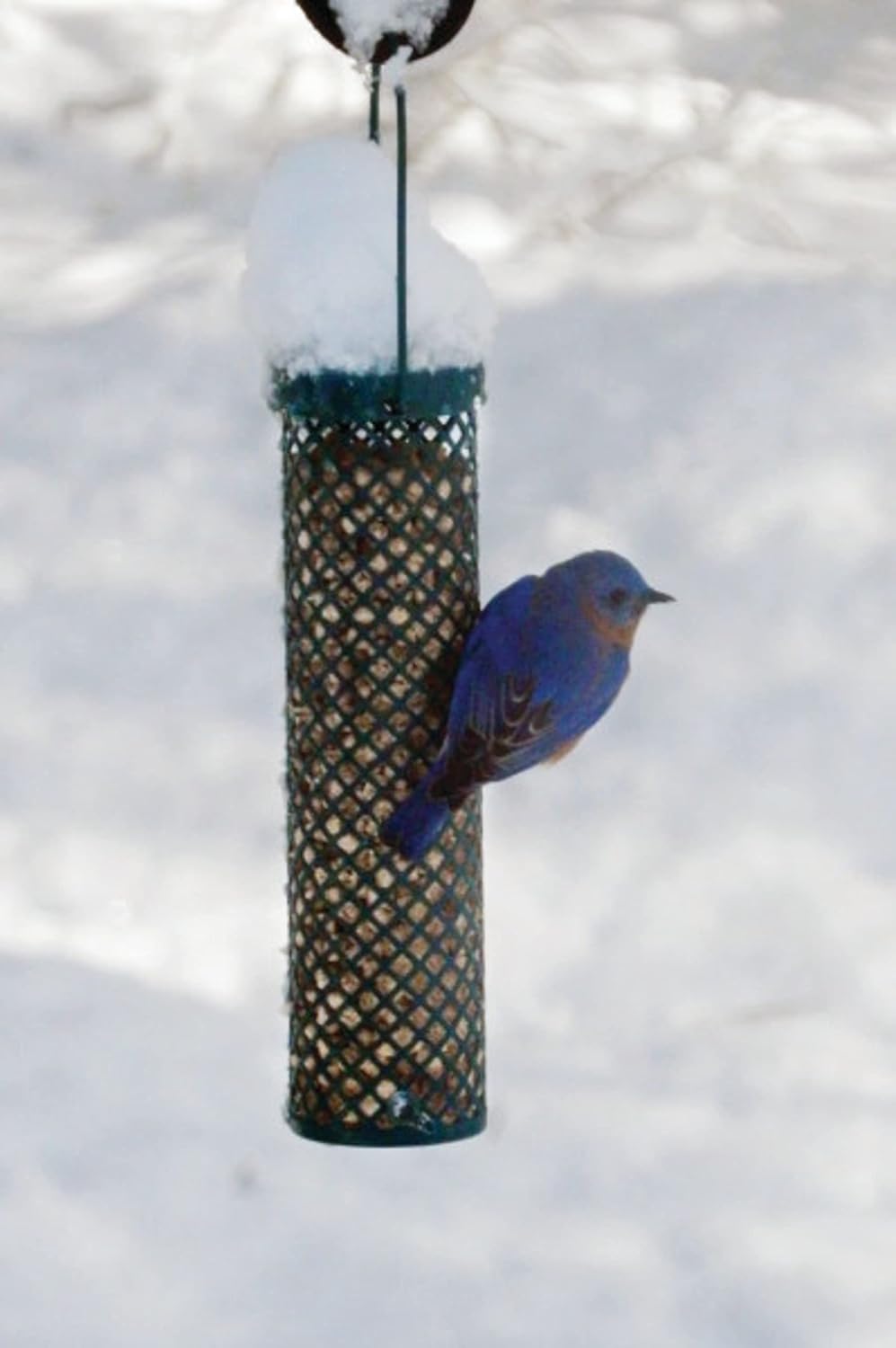 C&S CS06110 Sunflower Suet Nuggets, 27-Ounce (Pack of 2)