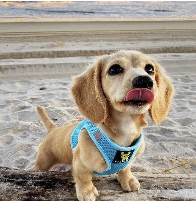 EcoBark Step in Dog Harness - Teacup Dog Harness for XXXS, XXS, XS and Small Dogs - Soft Mesh Puppy Harness - Toy Breed Mini Body Halter Vest - Reflective and Adjustable- 3XS (Baby Blue, XXXS)