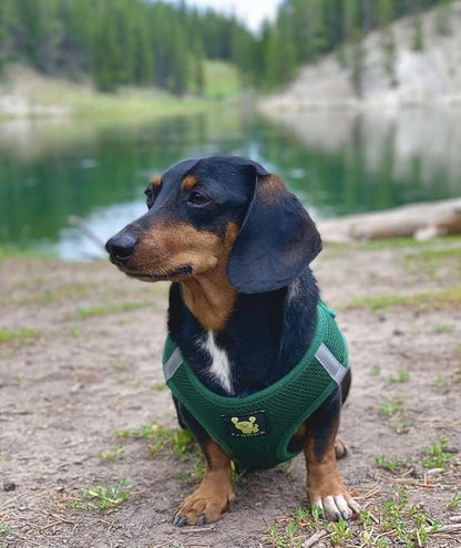 EcoBark Step in Dog Harness Reflective Soft Ultra Padded Mesh Dog Harnesses for XXS, XS, Small, and Medium Dogs Eco-Friendly Comfort Secure Halter No Pull Adjustable Pet Vest