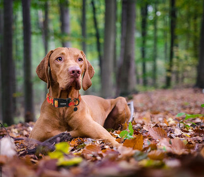 DOGWONG Cotton Dog Collar, Heavy-Duty Fall Dog Collar Durable Soft Fabric Pet Dog Collars Cute Halloween Puppy Necklace for Small Medium Large Dogs