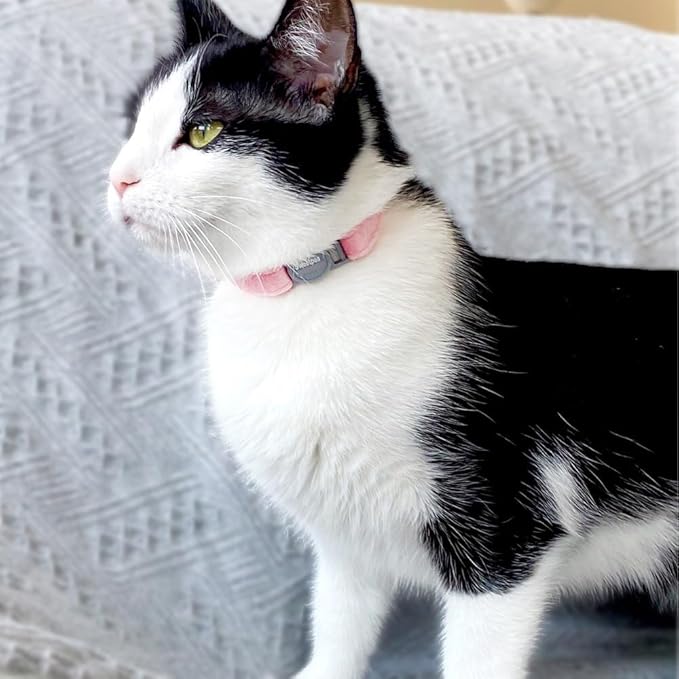 Personalized Breakaway Cat Collar with Engraved Name and Phone Number - Customizable Kitten Collars for Boys and Girls