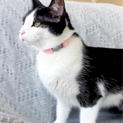 Personalized Breakaway Cat Collar with Engraved Name and Phone Number - Customizable Kitten Collars for Boys and Girls