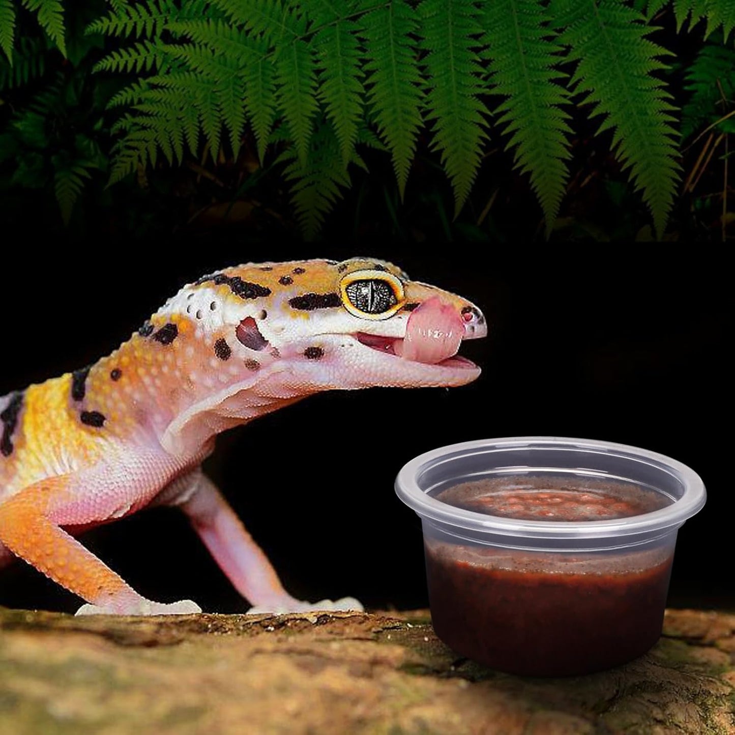 AIICIOO Gecko Feeder Ledge Cup 1oz Plastic Bowls 50 Pack Reptile Food Feeder Water Dish Ledge Accessories Bowls for Crested Gecko Lizards Chameleon Spiders Snake Frogs