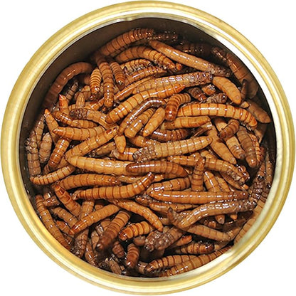 Canned Mealworms (1.2 oz.) - Healthy High Protein Insect Treat - Hedgehogs, Sugar Gliders, Reptiles, Wild Birds, Chickens, Lizards, Bearded Dragons, Skunks, Opossums, Fish, Amphibians, Turtles