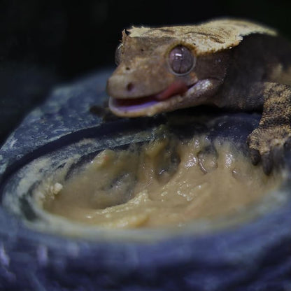 Crested Gecko Diet | Pineapple Crush | All Natural Low Fat Complete Gecko Food | 2.1oz