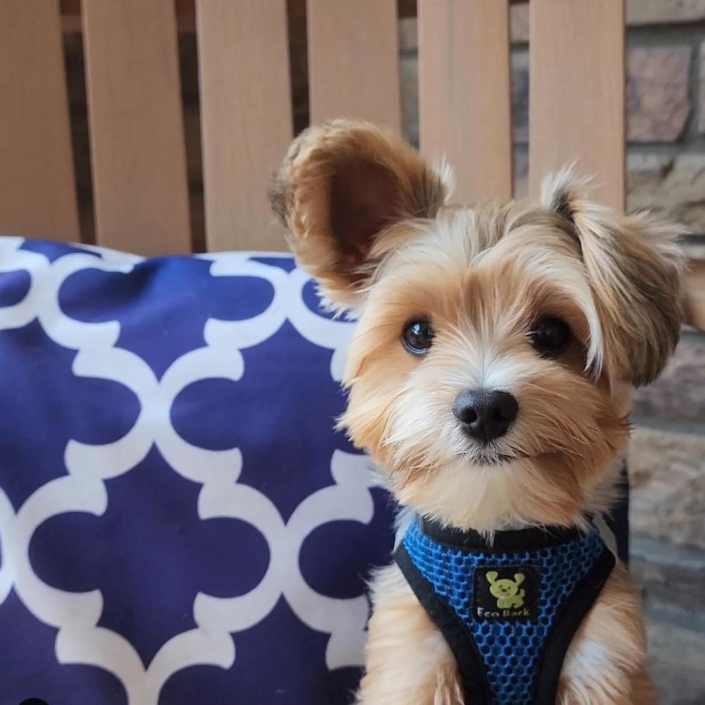 EcoBark Step in Dog Harness Reflective Soft Ultra Padded Mesh Dog Harnesses for XXS, XS, Small, and Medium Dogs Eco-Friendly Comfort Secure Halter No Pull Adjustable Pet Vest