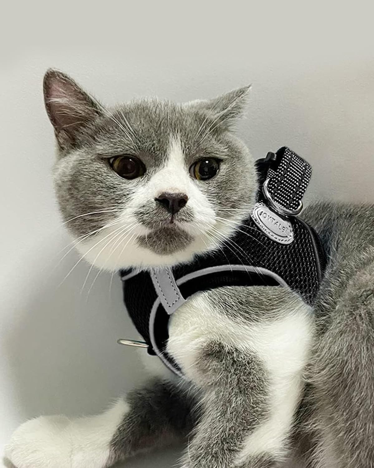 Joytale Small Dog Harness, Breathable Mesh Step-in Vest, Reflective Soft Padded Harnesses for Cats and Puppies Dogs, Black, XXXS