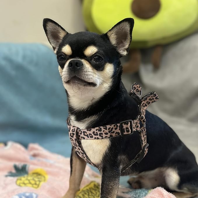 QQPETS Dog Harness Leash Set Adjustable Heavy Duty No Pull Halter Harnesses for Small Medium Large Breed Dogs Back Clip Anti-Twist Perfect for Walking