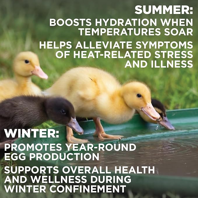 Chick’n Aid Chicken Supplement for All Ages (8 oz, Pack of 1) - Chicken Vitamins, Electrolytes, and Probiotics - Multipurpose Poultry Vitamins for Chickens, Ducks, and Turkeys