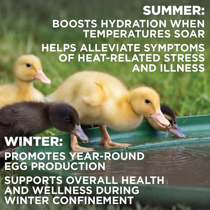 Chick’n Aid Chicken Supplement for All Ages (8 oz, Pack of 1) - Chicken Vitamins, Electrolytes, and Probiotics - Multipurpose Poultry Vitamins for Chickens, Ducks, and Turkeys