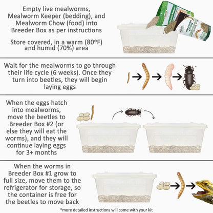 Mealworm Breeder Kit (Expanded) - Breed Live Feeder Worms for Hedgehogs, Sugar Gliders, Reptiles, Wild Birds, Chickens, Lizards, Bearded Dragon, Skunks, Opossum, Fish, Turtles, Tortoises, Geckos