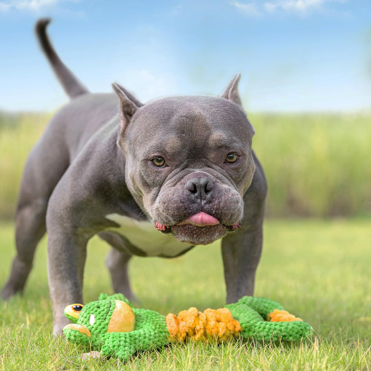 Dog Tug Toy, Durable Dog Toys Large Breed, Tug of War Dog Squeaky Toy, Stuffed Plush Dog Toys with Crinkle Paper for Small, Middle, and Big Dogs(Tug of War Series, Frog)