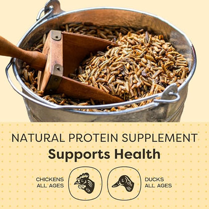 Scratch and Peck Feeds Cluckin' Good Grubs for Chickens - Natural Protein and Calcium Supplement Feed - Dried Black Soldier Fly Larvae Bird Treats - Grown in The USA (8 Pound)