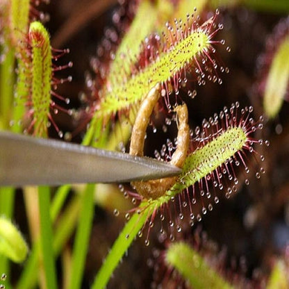 Aquatic Foods Inc. Freeze-Dried Bloodworms, Our Grade A Floating Bloodworms for All Freshwater Fish, Marines Corals, Anemones, Baby Pond Fish…0.5oz Squeeze Bottle