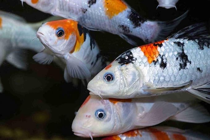 Aquatic Foods Inc. Koi, Pond & Turtle 7/16" x 5/32" 25% Protein Floating Sticks. Spirulina, Color Enhancing & Wheat Germ Sticks for Koi, All Pond Fish, Aquatic Turtles...WL…1/4-lb Foil Pouch Bag