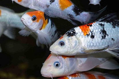 Aquatic Foods Inc. Koi, Pond & Turtle 7/16" x 5/32" 25% Protein Floating Sticks. Spirulina, Color Enhancing & Wheat Germ Sticks for Koi, All Pond Fish, Aquatic Turtles...WL…1/4-lb Foil Pouch Bag