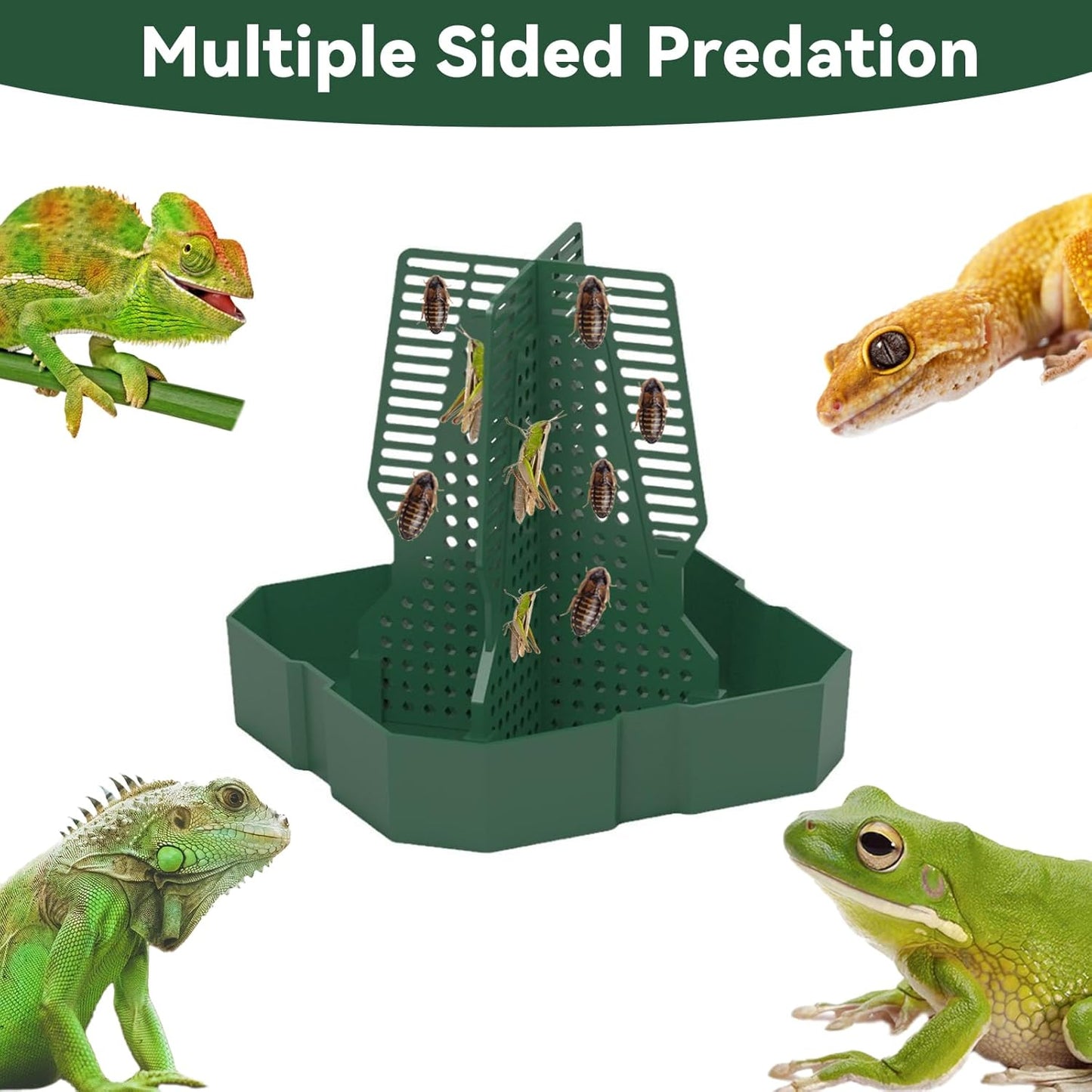 Chameleon Feeder+Bearded Dragon Feeder for Mounted Insect with Rope and Tweezers, Tank and Aquarium Accessories for Lizard, Bearded Dragon, Gecko, Frog（Medium）