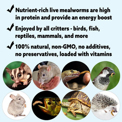 Mealworm Breeder Kit (Basic) - Breed Live Feeder Worms for Hedgehogs, Sugar Gliders, Reptiles, Wild Birds, Chickens, Lizards, Bearded Dragon, Skunks, Opossum, Fish, Turtles, Tortoises, Geckos