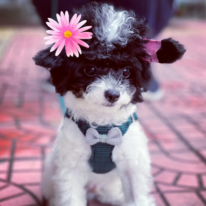 Puppytie No Pull xs Dog Harness with Multifunction Dog Leash,Soft Adjustable No Choke Escape Proof Pet Harness Vest,Knitted Green,xs