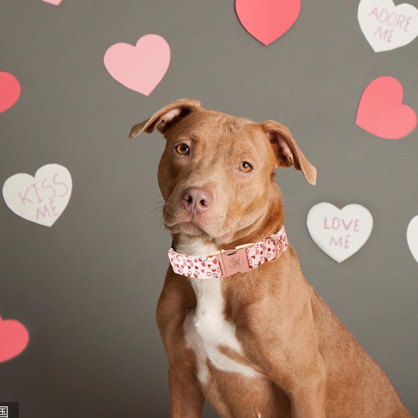 Elegant Little Tail Valentine's Day Pink Heart Cute Girl or Boy Puppy Gift Adjustable Collar for Medium Dogs