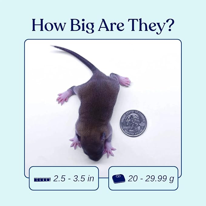 MiceDirect Frozen Rat Pups Snake Food - Frozen Rats for Snakes like Juvenile Ball Pythons, Adult Corn & Ball Pythons, Sub-Adult Red Tail Boas, Monitor Lizards, Birds of Prey - 2.5-3.5 in (25 Count)