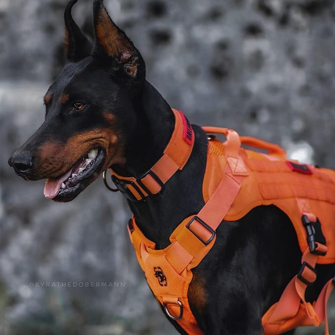 OneTigris Mesh Design Tactical No Pull Dog Harness for Large Dogs, Breathable Service Dog Vest Harness with Handle, Military Dogs Vest with Molle Panels for Walking Hiking (Orange, X-Large)