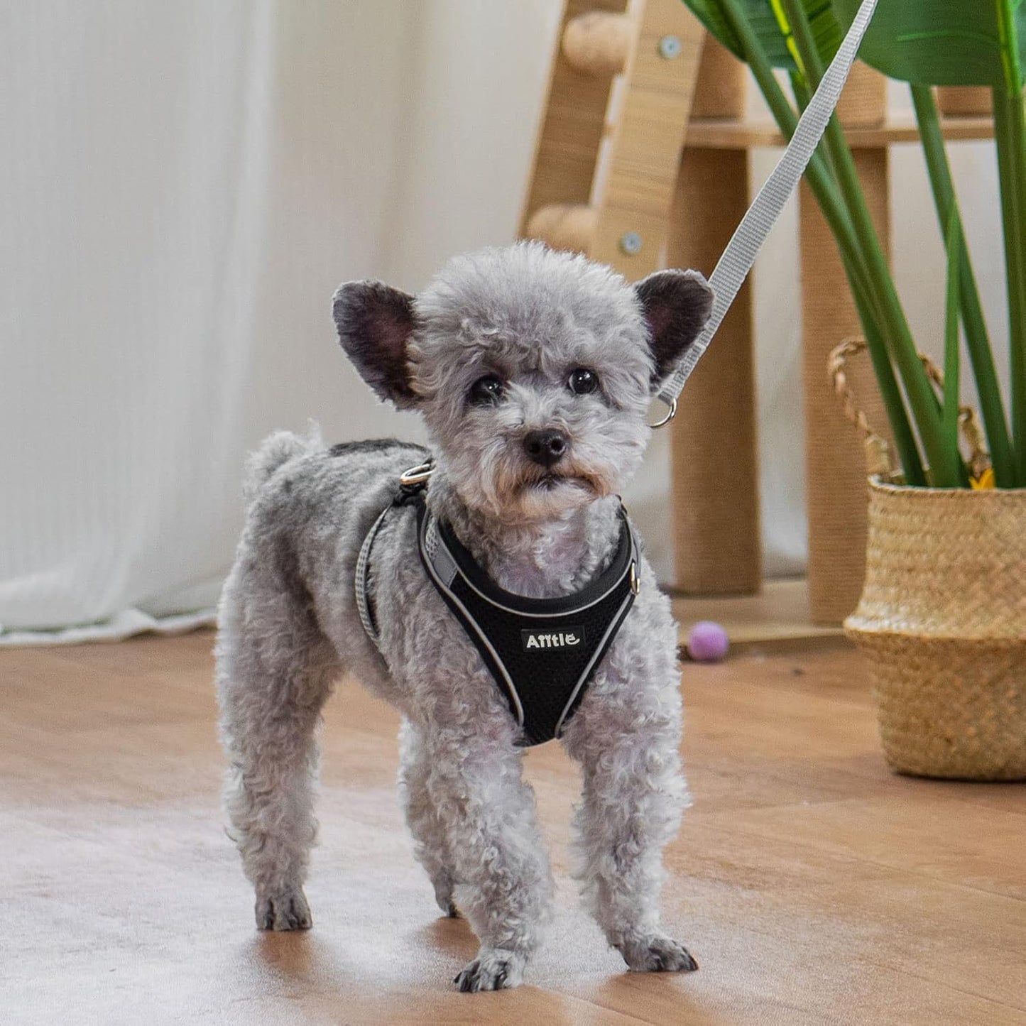 AIITLE Small Harness for Puppy with A Leash - Summer Dog Vest Harness with Super Breathable Mesh, Reflective No-Pull Pet Harness for Outdoor Walking, Camping for Small Dogs, Cats Black XXS