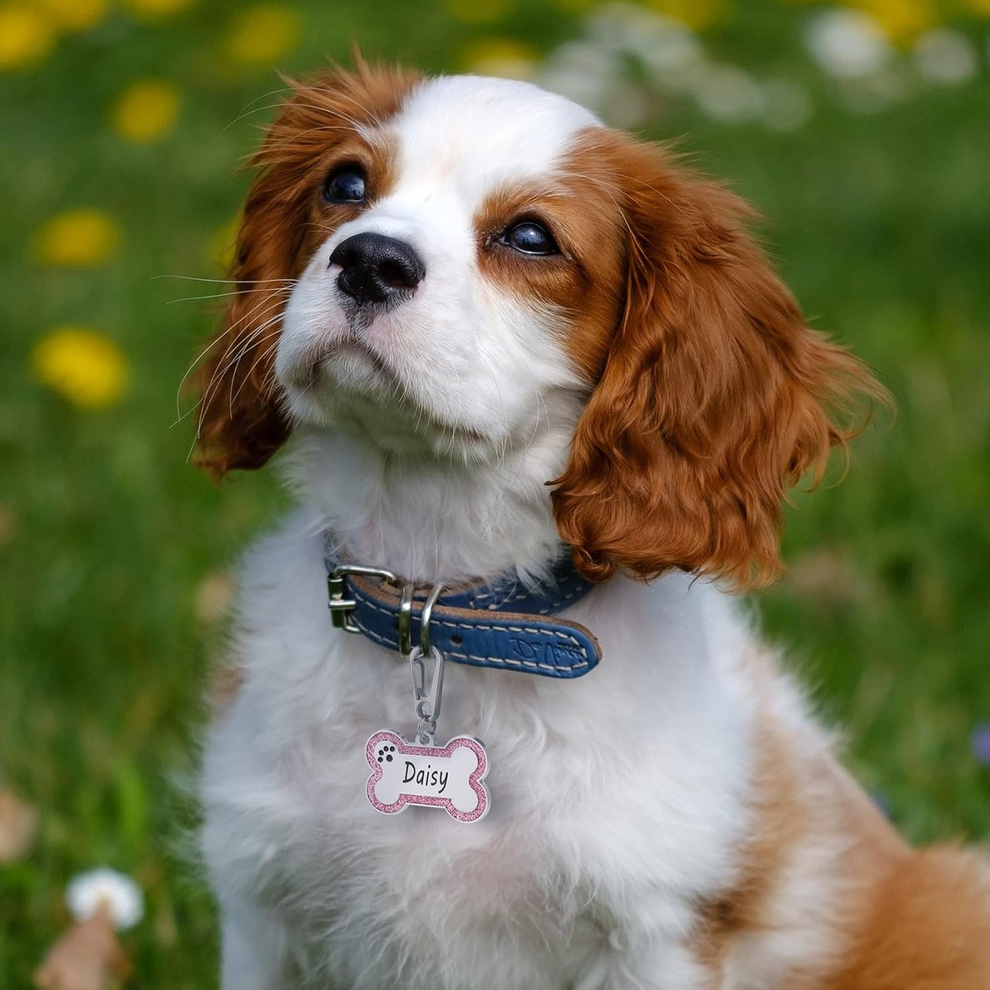 Personalized Stainless Steel Pet ID Tags with Glittery Bone Design - DEEP Engraved Dog Tags Engraved for Pets Customized with 5 Lines Dogs and Cats Pets