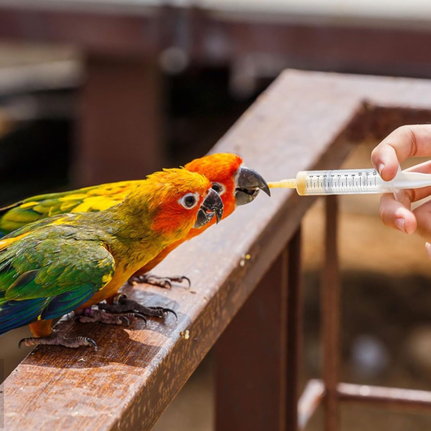 Baby Bird Feeding Syringe Set, Pet Parrot Milk Feeding Syringe with Tubes, Parrot Feeding Feeder Measuring Tools for Feeding Pets Scientific Industrial Labs… (12ml +20ml syringe+50ml Measuring Cup)