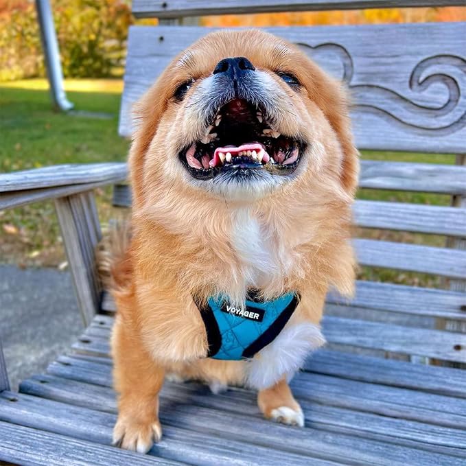 Best Pet Supplies - All Weather Mesh / Plush, Reflective, No Pull Harness for Small, Medium Dogs, Cats - Secure with Hook & Loop Fastener, Buckle, Double D-Rings - Turquoise Plush, L