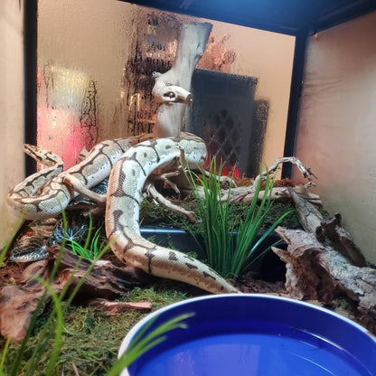 Amypet Reptile Hide Snake Hideout for Different Reptiles Snakes Ball Pythons Use Durable Material Easy to Clean 13.25" L x 8.8" W x 3.1" H (XL)